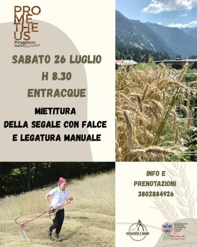 Mietitura della Segale con Falce e Legatura Manuale - Dronero (CN) - Ass. "Prometheus" aff. Acli Cuneo (CN)