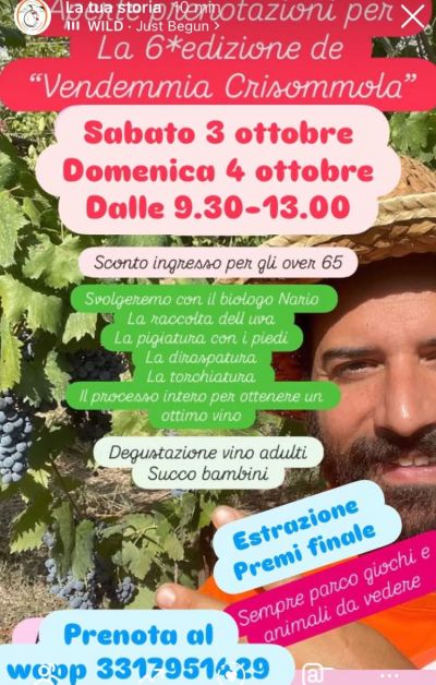 VI EDIZIONE "VENDEMMIA CRISOMMOLA" - SCONTO INGRESSO PER OVER 65 - POLLENA TROCCHIA (NA) - ASS. "FATTORIA CRISOMMOLA" AFF. ACLI NAPOLI (NA)