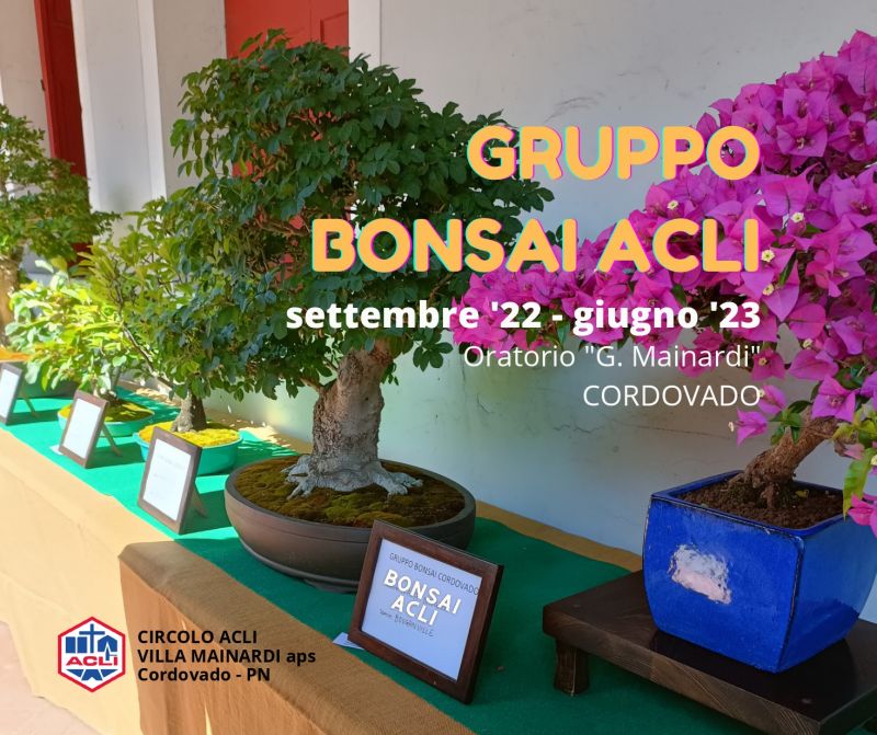 Gruppo bonsai Acli - Circolo Acli Villa Mainardi aps Cordovado - PN