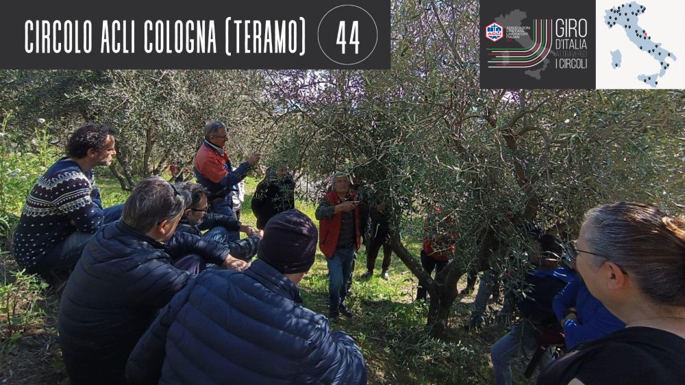 CIRCOLO ACLI COLOGNA (TERAMO). CORSI DI POTATURA DEGLI ULIVI E ATTENZIONE ALL’INFANZIA